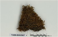 藏品(灰苔屬)的圖片